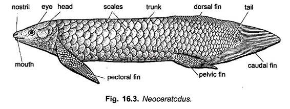 Neoceratodus