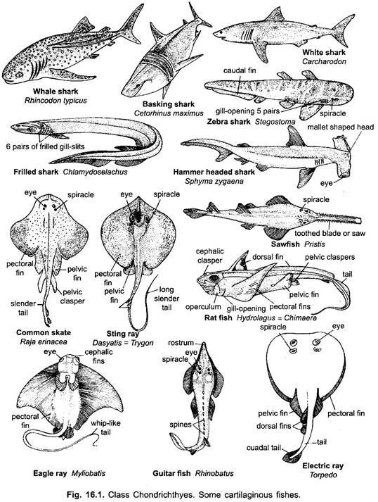 Class Chondrichthyes