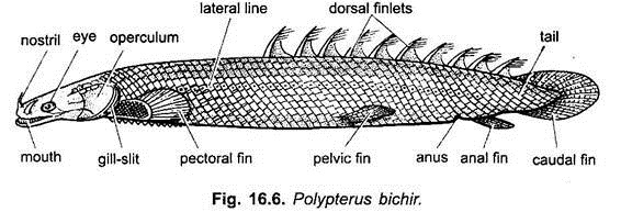 Polypterus Bichir