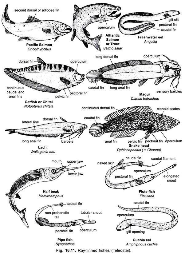 Classification of Advanced Ray-Finned Bony Fishes, Chordata