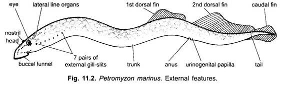 External Morphology of Lamprey (With Diagram) | Chordata | Zoology