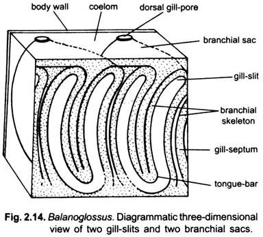 Three-Dimensional View of Two Gill-Slits and Two Branchial Sacs