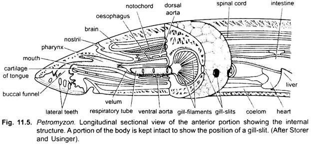 Longitudinal Sectional View of the Anterior Portion