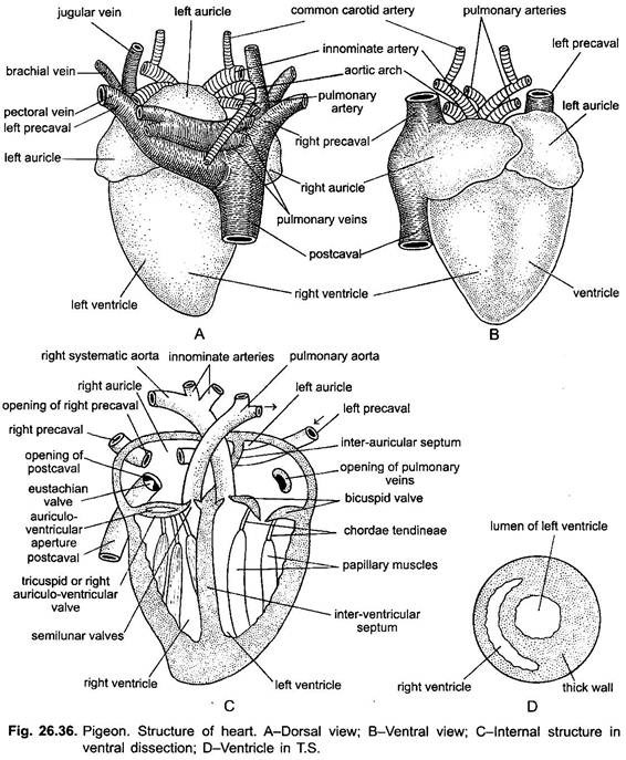 Structure of Heart