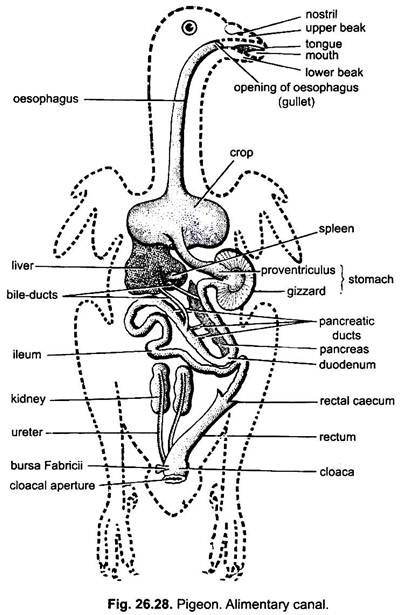 Alimentary Canal