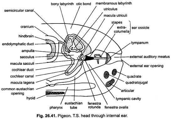 T.S. Head through Internal Ear