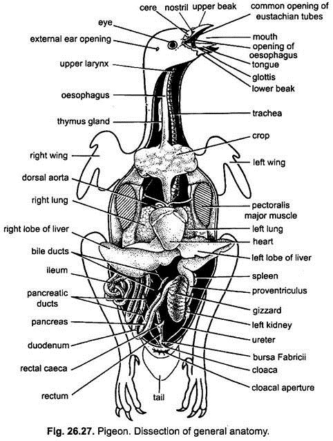 Dissection of General Anatomy