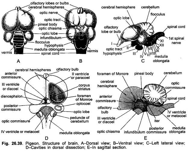 Structure of Brain