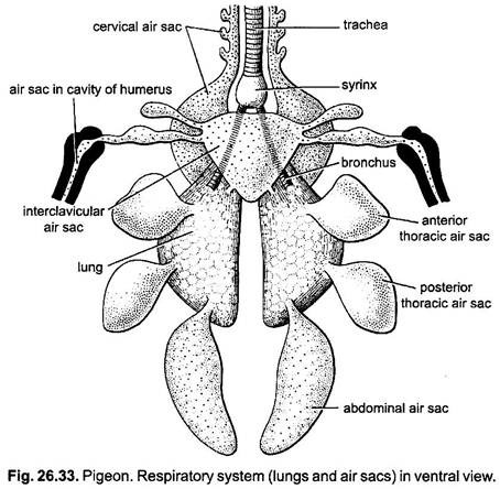 Respiratory System of Pigeons (With Diagram) | Chordata ...