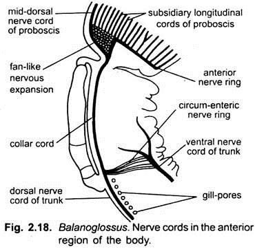 Nerve Cords in the Anterior Region of the Body