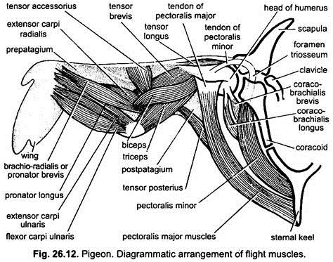 Diagrammatic Arrangement of Flight Muscles