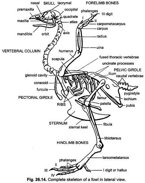 Complete Skeleton of a Fowl in Lateral View