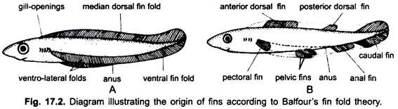 Origin of Fins According to Balfour's Fin Fold Theory