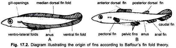 Fin System of Fishes (With Diagram) | Chordata | Zoology