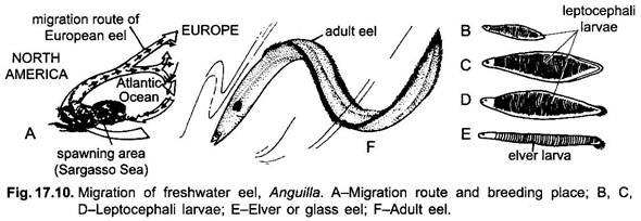 Migration of Freshwater eel