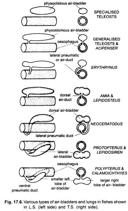 Various Types of Air-Bladders and Lungs in Fishes