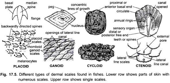 Different Types of Dermal Scales Found in Fishes