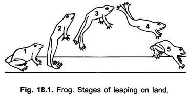 Stages of Leaping on Land