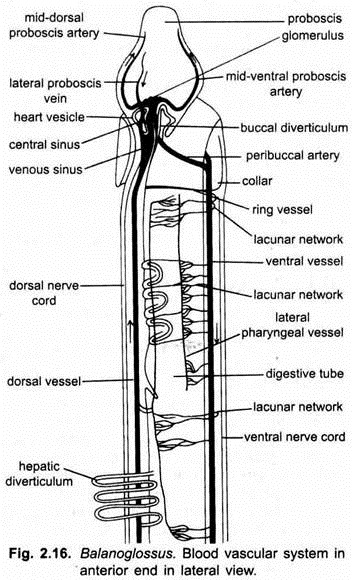 Blood Vascular System