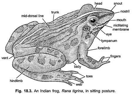 Indian Frog
