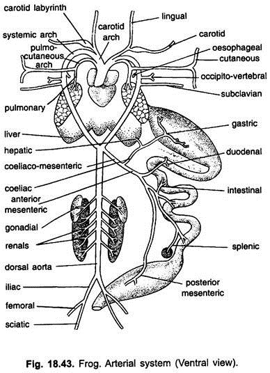 Arterial System