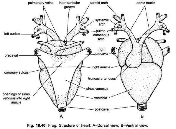 Blood Vascular System of Frog (With Diagram) | Chordata ...