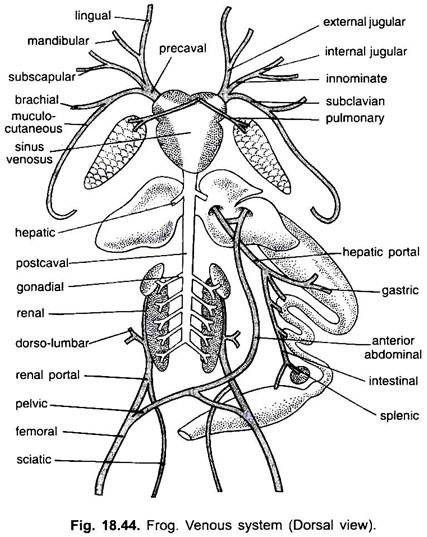 Venous System