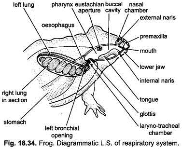 Diagrammatic L.S. of Respiratory System