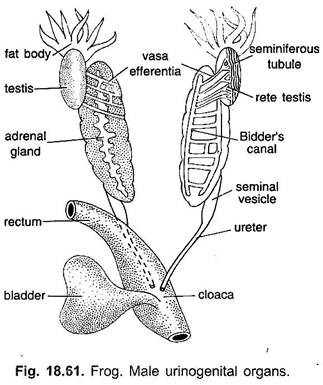 mannelijke Urinegeogenitale organen