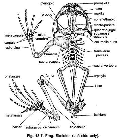 Endoskeleton of Indian Frog (With Diagram) | Chordata | Zoology