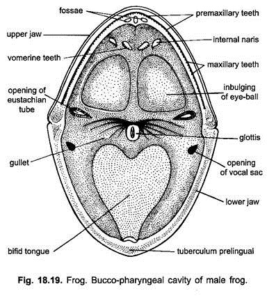 Bucco-Pharyngeal Cavity of Male Frog