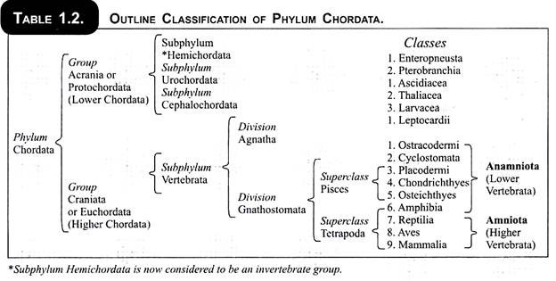 Outline Classification of Phylum Chordata