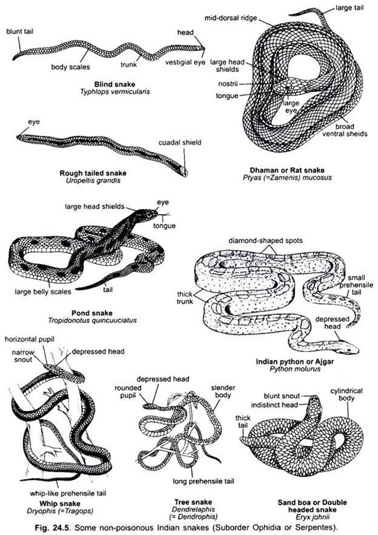 essay on snake information