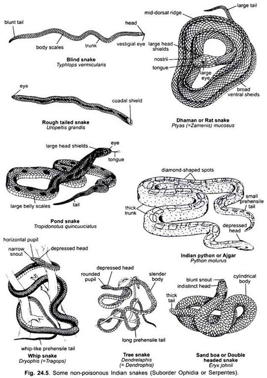 write a short essay on snakes