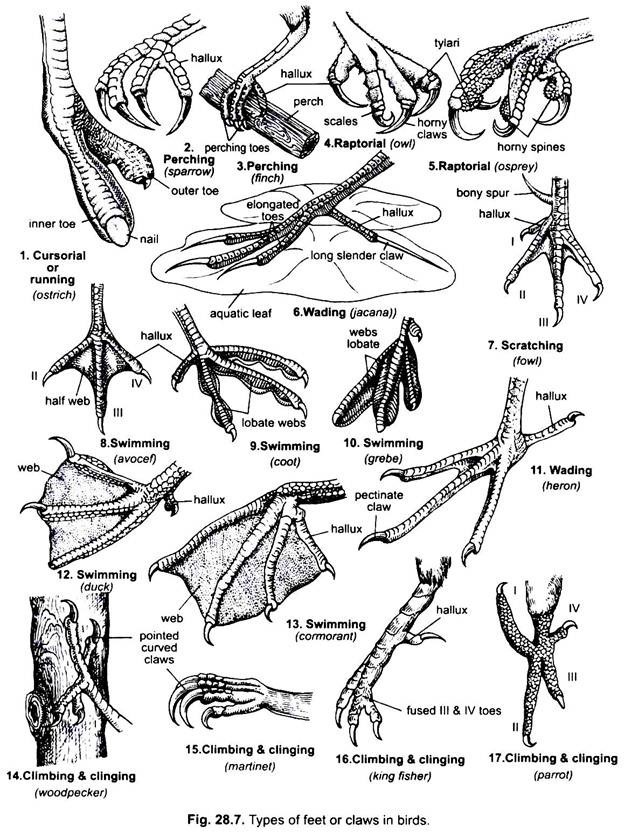 Types of Feet or Claws in Birds
