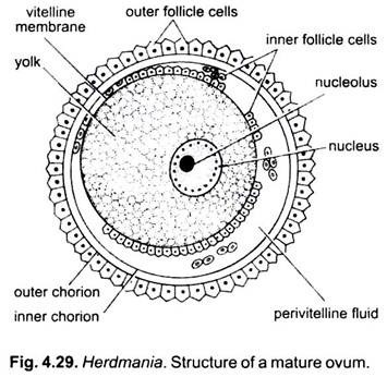 Structure of a Mature Ovum