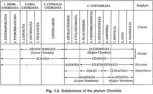 Subdivisions of the Phylum Chordata