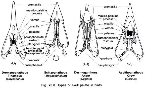 Types of Skull Palate in Birds