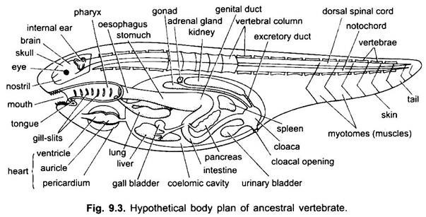 Hypothetical Body Plan of Ancestral Vertebrate