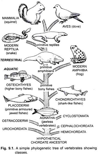 A Simple Phylogenetic Tree of Vertebrates Showing Classes