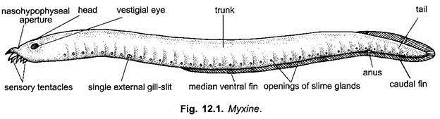 Cyclostomes: Origin and Habitat | Vertebrates | Chordata | Zoology