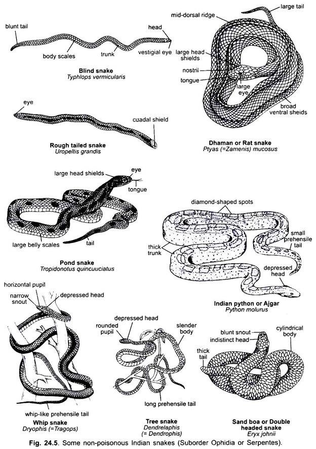 Some Non-Poisonous Indian Snakes