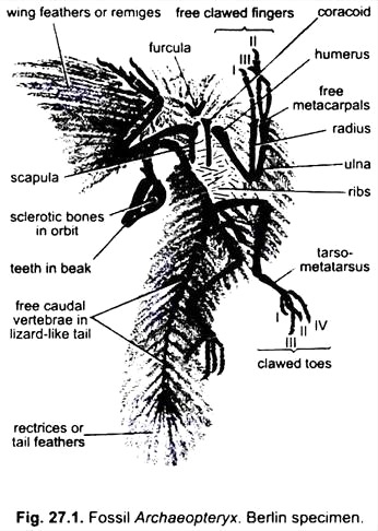 Fossil Archaeopteryx. Berlin Specimen