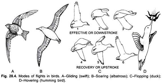 Modes of Flights in Birds