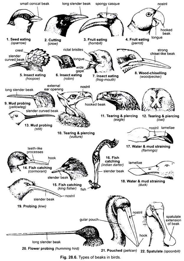 Types of Beaks in Birds