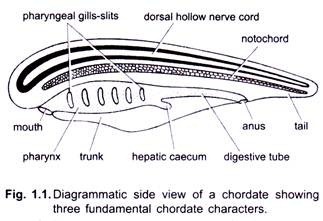 Diagrammatic Side View of Chordate Showing Three Fundamental Chordate Characters