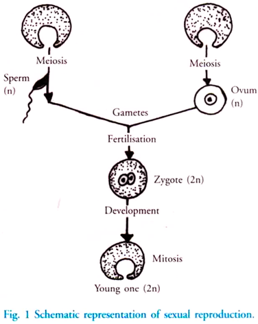 Schematic Representation of Sexual Reproduction
