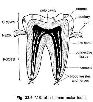 V.S. of a Human Molar Tooth