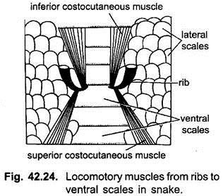 Locomotory Muscles from Ribs to Ventral Scales in Snake