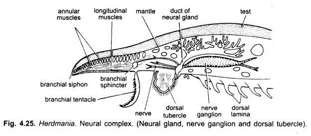 Neural Complex